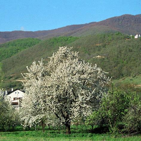 Bίλα Καστανόδασος Aparthotel Εμπόριο Εξωτερικό φωτογραφία